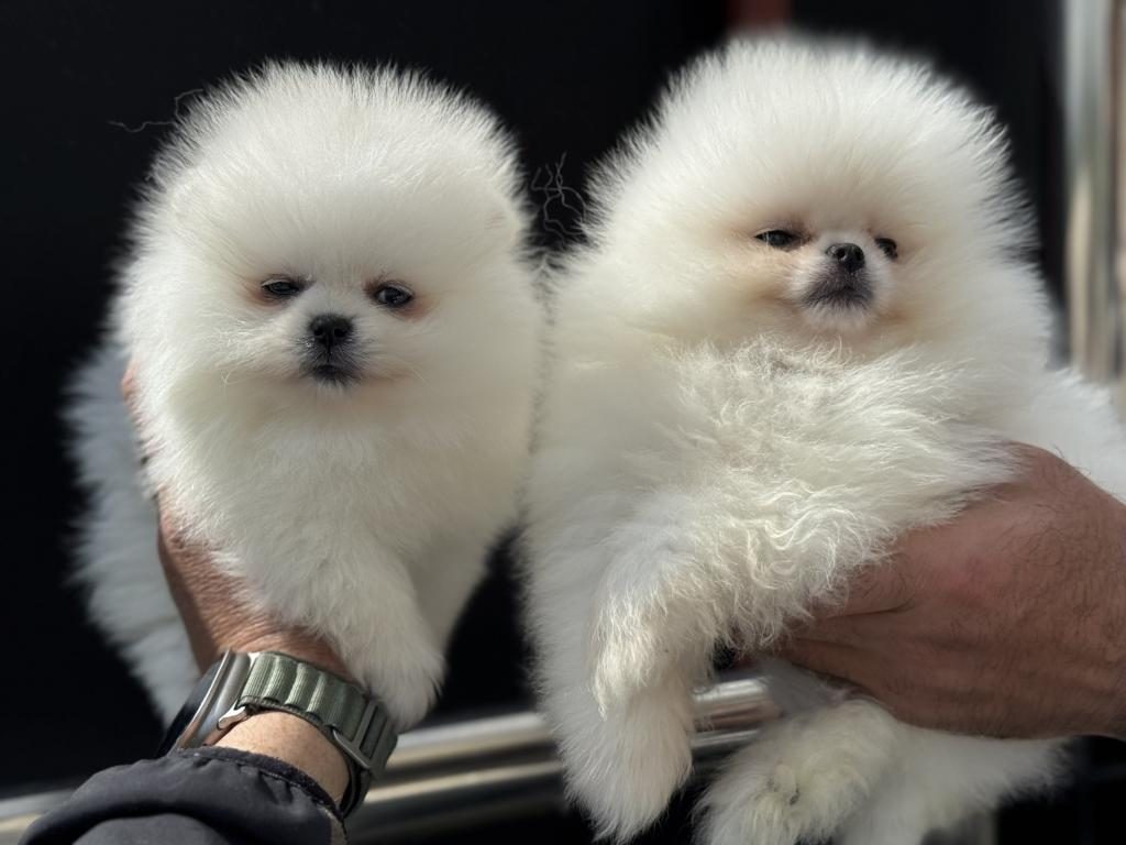 PETMODE KÖPEK ÇİFTLİĞİNDEN ZİYARETE AÇIK POMERANİAN