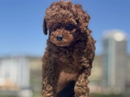 Ankranın En Seçkin Redbrown Toy Poodle Ları