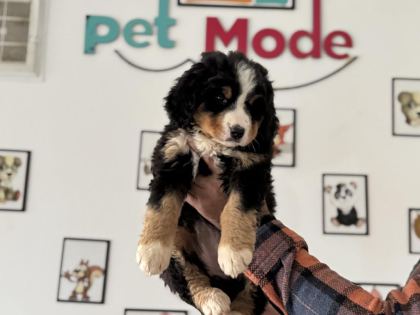 PETMODE KÖPEK ÇİFTLİĞİNDEN BERNESE YAVRUMUZ