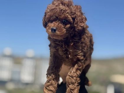 Ankranın En Seçkin Redbrown Toy Poodle Ları