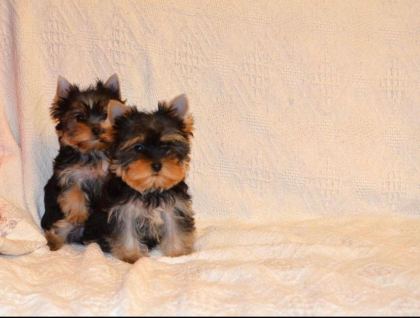 PETMODE KÖPEK ÇİFTLİĞİNDEN TEA CUP YORKSHİRE TERRİER