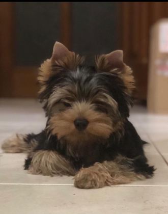 PETMODE KÖPEK ÇİFTLİĞİNDEN TEA CUP YORKSHİRE TERRİER