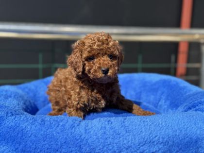 700 GR 4 AYLIK KORE MİCRO TEA CUP POODLE