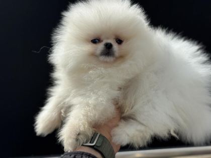 PEMIDE KÖPEK ÇİFTLİĞİNDEN TEDDY POMERANİAN