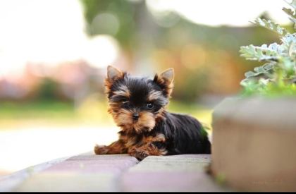 PETMODE KÖPEK ÇİFTLİĞİNDEN TEA CUP YORKSHİRE TERRİER