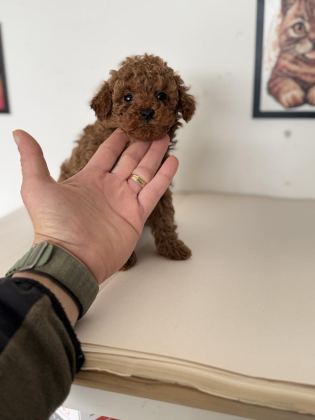 700 GR 4 AYLIK KORE MİCRO TEA CUP POODLE