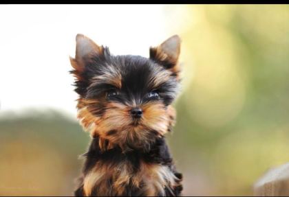 PETMODE KÖPEK ÇİFTLİĞİNDEN TEA CUP YORKSHİRE TERRİER