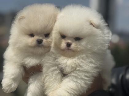 PETMODE KÖPEK ÇİFTLİĞİNDEN TEDDY FACE SURAT POMERANİAN