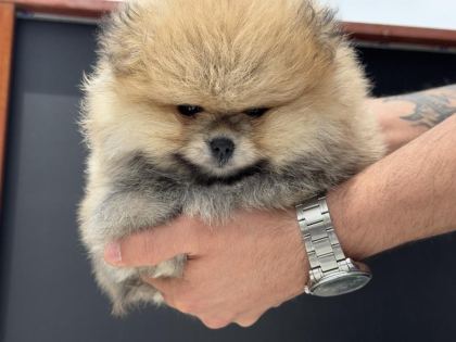 PETMODE KÖPEK ÇİFTLİĞİNDEN ZİYARETE AÇIK POMERANİAN