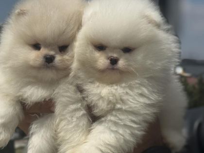 PETMODE KÖPEK ÇİFTLİĞİNDEN TEDDY FACE SURAT POMERANİAN