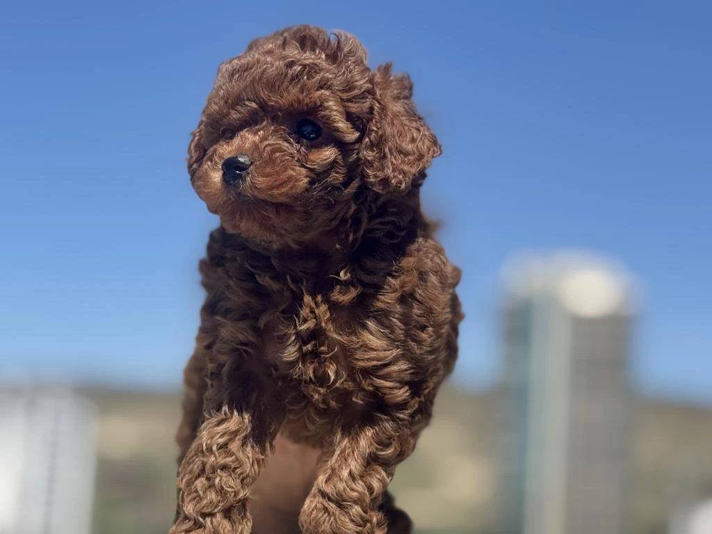 Ankranın En Seçkin Redbrown Toy Poodle Ları