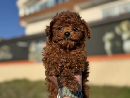 PETMODE KÖPEK ÇİFTLİĞİNDE ZİYARETE AÇIK TOY POODLE