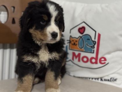 PETMODE KÖPEK ÇİFTLİĞİNDEN BERNESE YAVRUMUZ