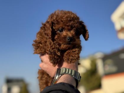 PETMODE KÖPEK ÇİFTLİĞİNDE ZİYARETE AÇIK TOY POODLE