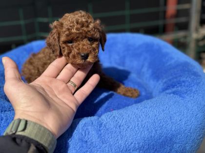 700 GR 4 AYLIK KORE MİCRO TEA CUP POODLE