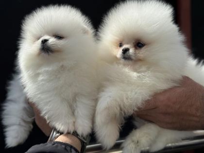 PEMIDE KÖPEK ÇİFTLİĞİNDEN TEDDY POMERANİAN