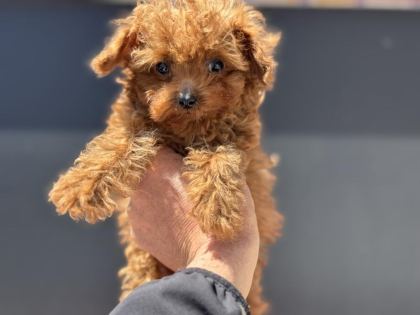 4 AYLIK TİNY KORE POODLE 700 GR PETMO DEN