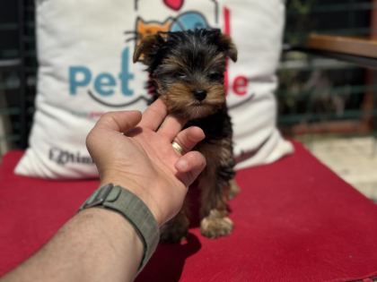 PETMODE KÖPEK ÇİFTLİĞİNDEN TEA CUP YORKSHİRE TERRİER