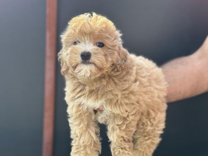 PETMOD KÖPEK ÇİFTLİĞİNDEN MALTİPOO YAVRULAR