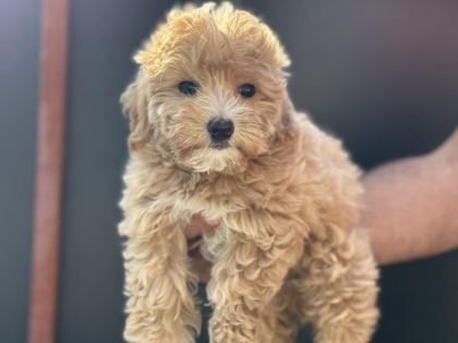 PETMOD KÖPEK ÇİFTLİĞİNDEN MALTİPOO YAVRULAR