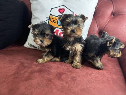 PETMODE KÖPEK ÇİFTLİĞİNDEN TEA CUP YORKSHİRE TERRİER