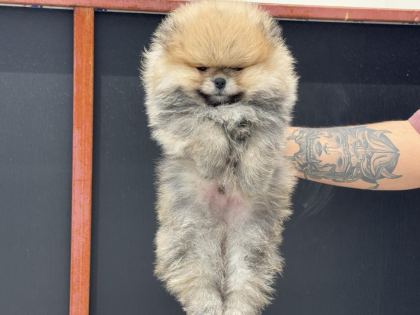 PETMODE KÖPEK ÇİFTLİĞİNDEN ZİYARETE AÇIK POMERANİAN