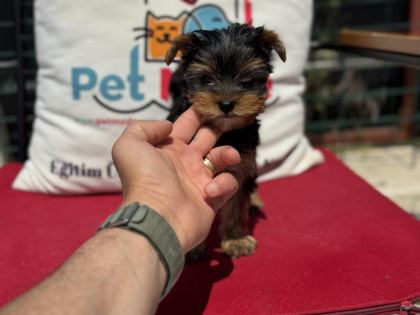 PETMODE KÖPEK ÇİFTLİĞİNDEN TEA CUP YORKSHİRE TERRİER