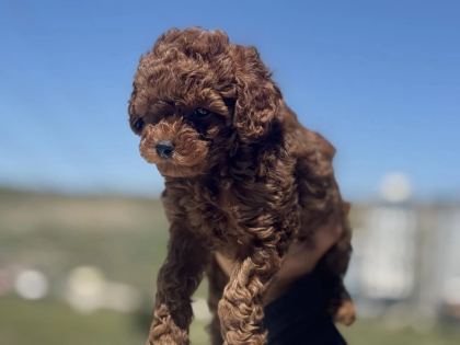 Ankranın En Seçkin Redbrown Toy Poodle Ları