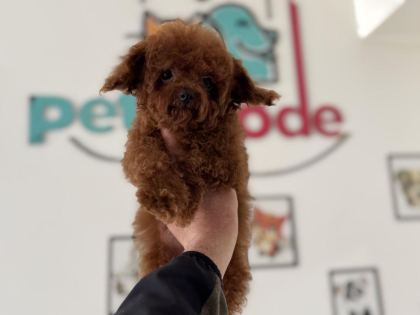 700 GR 4 AYLIK KORE MİCRO TEA CUP POODLE