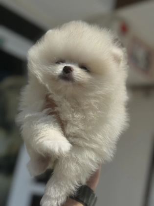 Çok Özel Tea Cup Pomeranian Yavrularımız