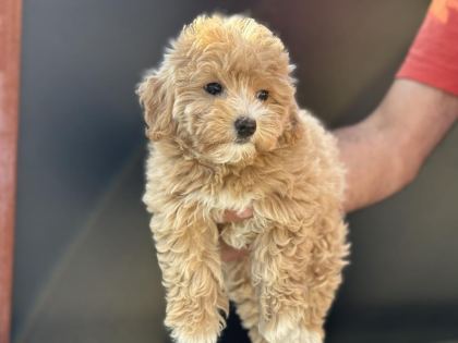 PETMOD KÖPEK ÇİFTLİĞİNDEN MALTİPOO YAVRULAR
