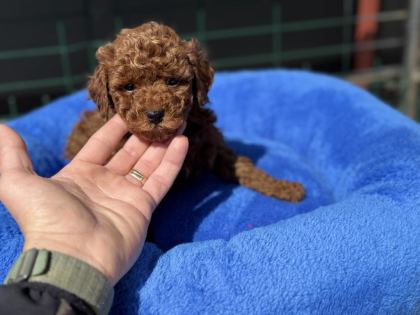700 GR 4 AYLIK KORE MİCRO TEA CUP POODLE