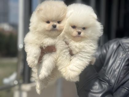 PETMODE KÖPEK ÇİFTLİĞİNDEN TEDDY FACE SURAT POMERANİAN