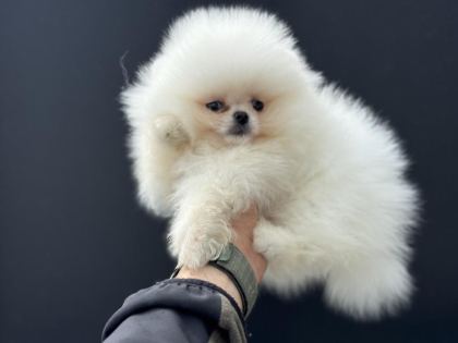 PEMIDE KÖPEK ÇİFTLİĞİNDEN TEDDY POMERANİAN