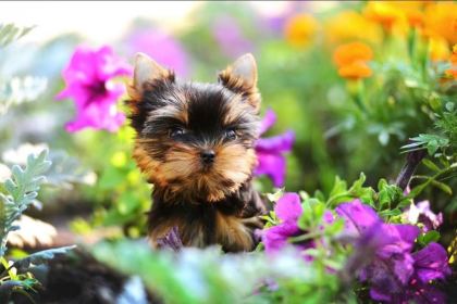 PETMODE KÖPEK ÇİFTLİĞİNDEN TEA CUP YORKSHİRE TERRİER