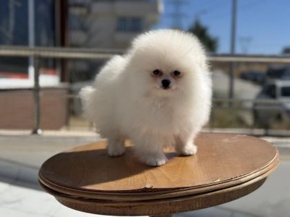 Çok Özel Tea Cup Pomeranian Yavrularımız