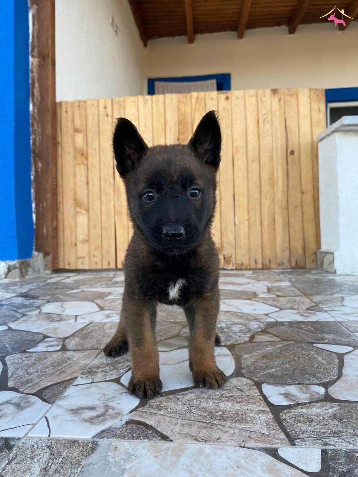 Belçika Malinois