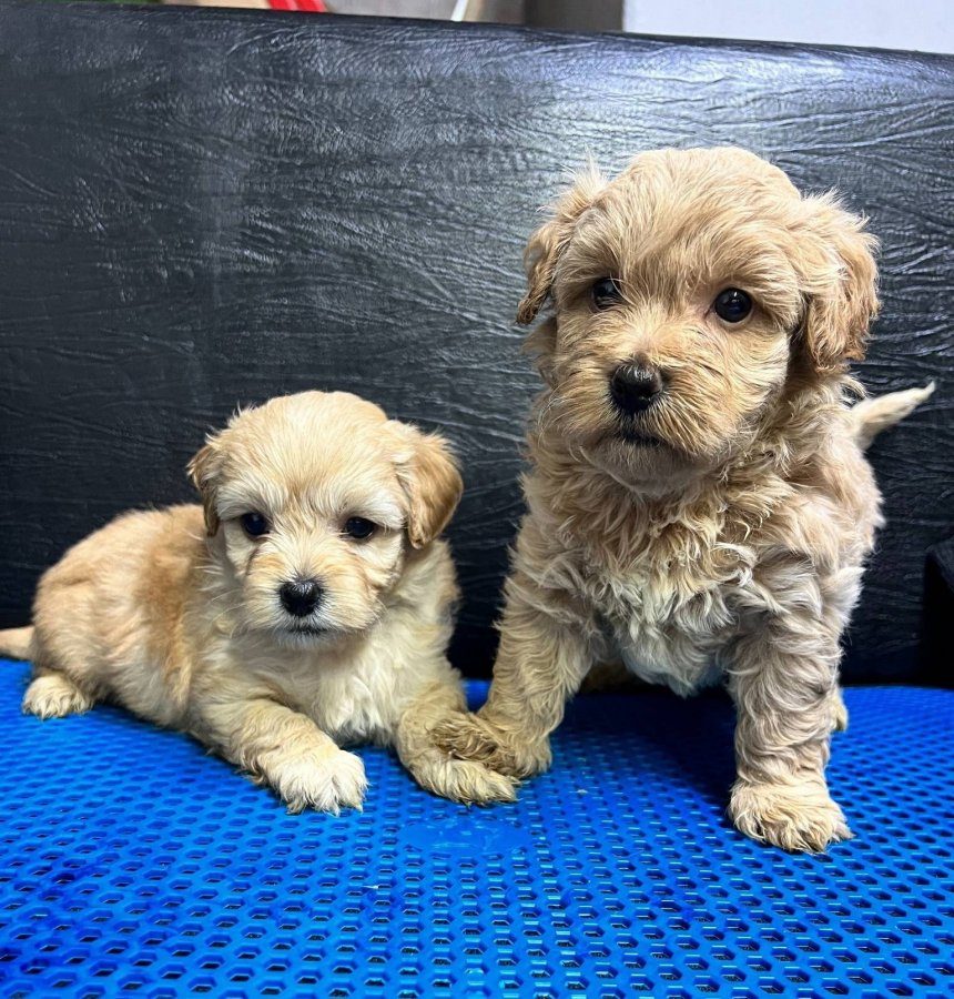 F-1Maltipoo