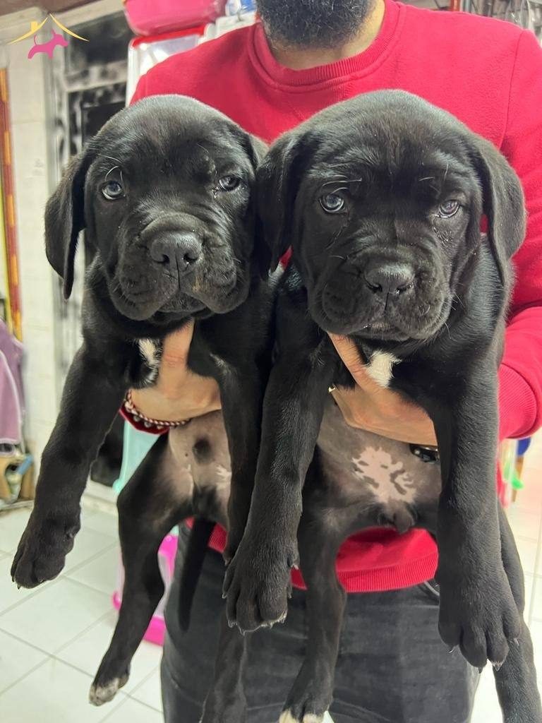 Dev Cane Corso Yavruları