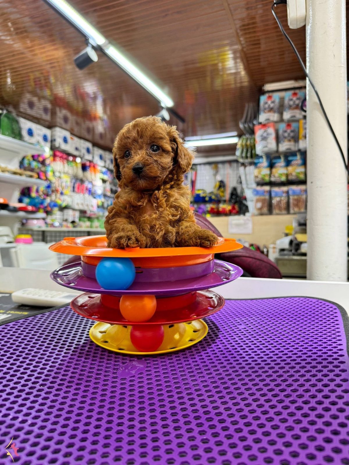 Toy Poodle Yavrular