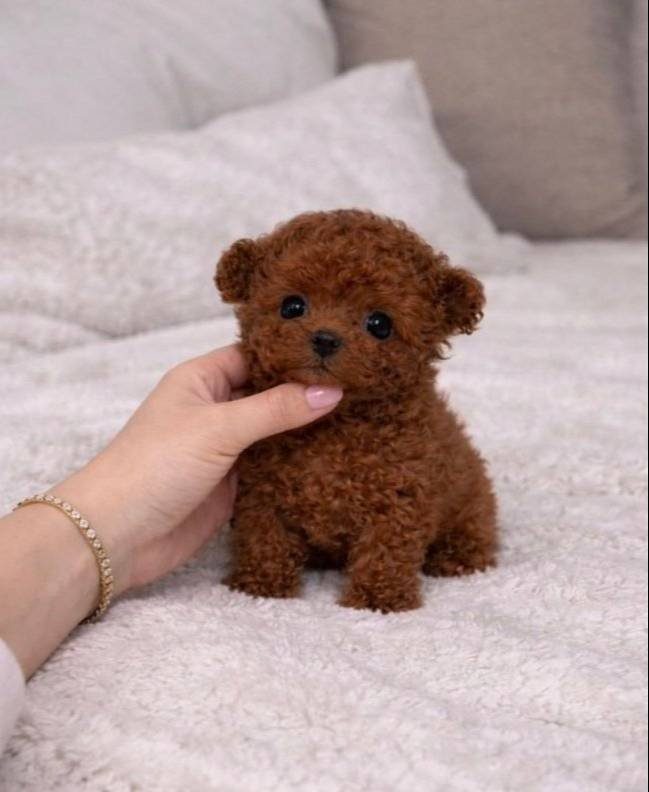 Irk Ve Sağlık Garantili Kore Poodle Bebekler