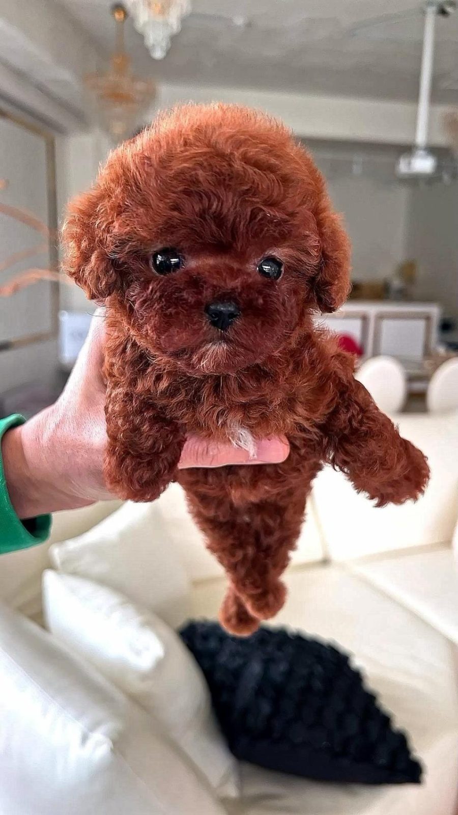 GARANTİLİ SAFKAN MİNİ KORE TOY POODLE BEBEKLERİ