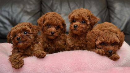 GARANTİLİ SAFKAN MİNİ KORE TOY POODLE BEBEKLERİ