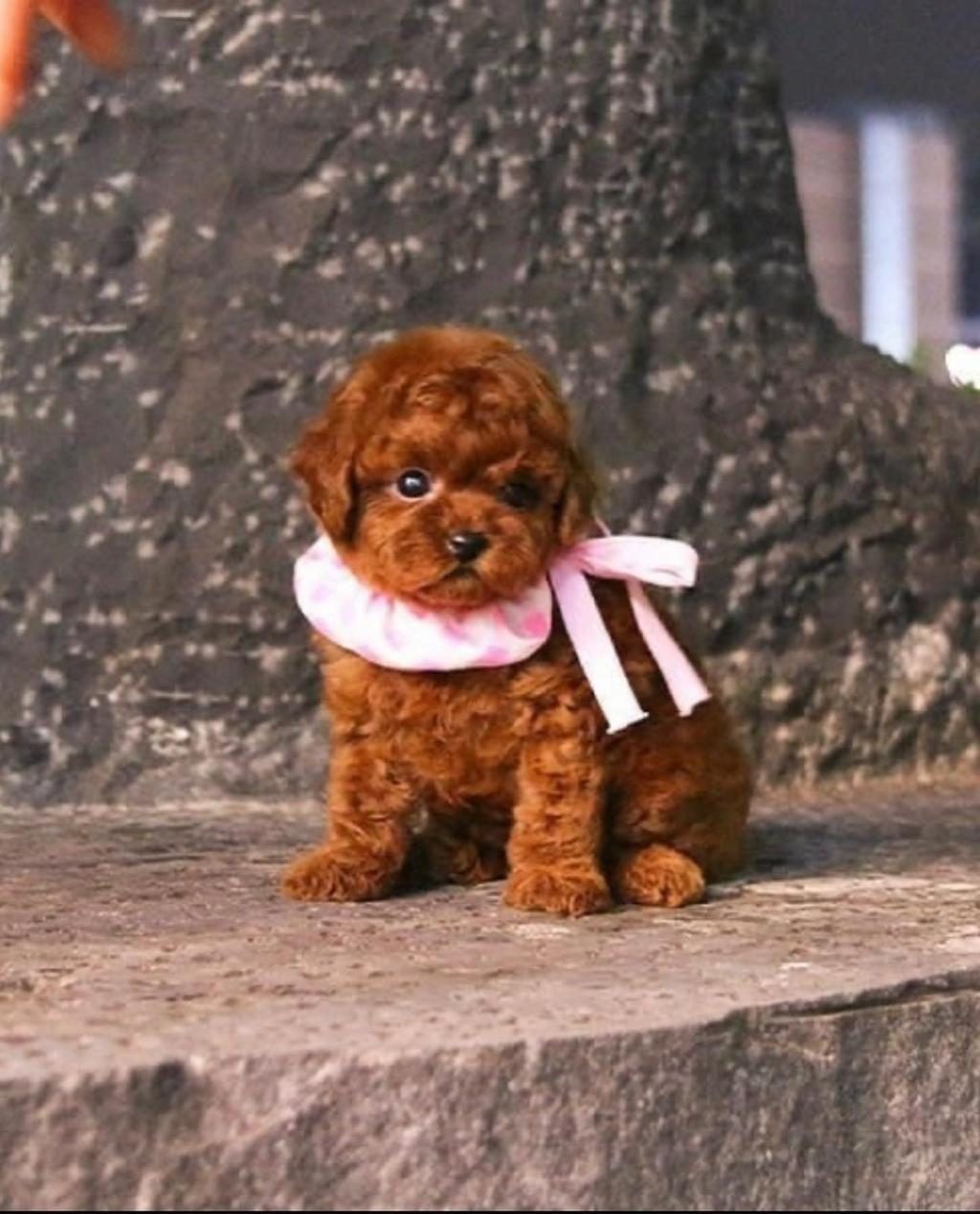 VECİHİDEN IRK VE SAĞLIK GARANTİLİ KORE TOY POODLE
