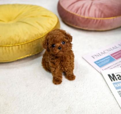 GARANTİLİ SAFKAN MİNİ KORE TOY POODLE BEBEKLERİ