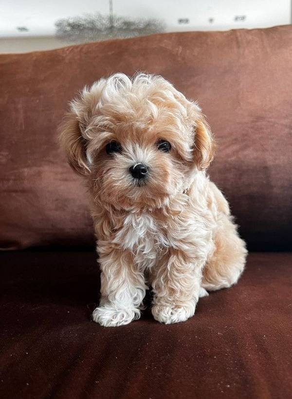 Fincan Boyutunda Maltipoo Yumakları