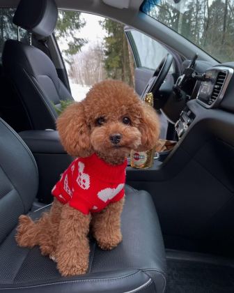 VECİHİDEN IRK VE SAĞLIK GARANTİLİ KORE TOY POODLE