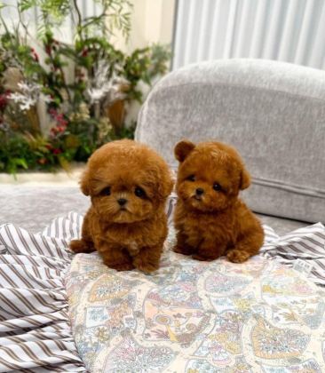 VECİHİDEN IRK VE SAĞLIK GARANTİLİ KORE TOY POODLE