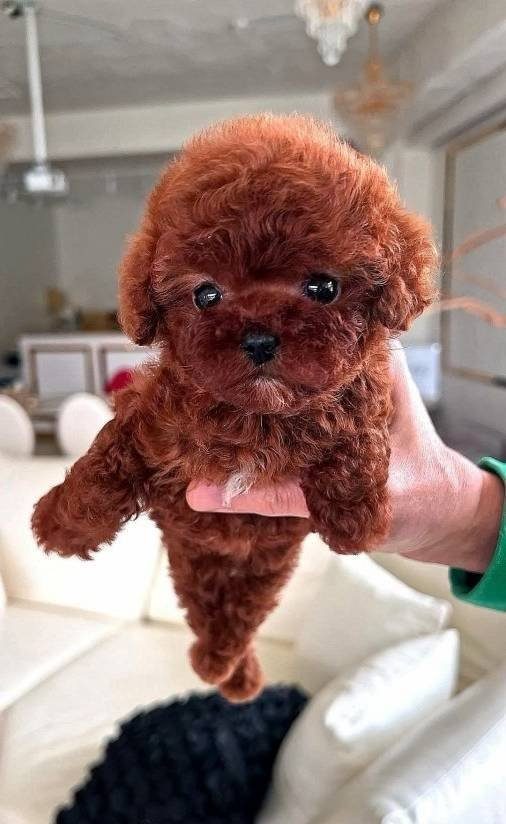 Irk Ve Sağlık Garantili Mini Kore Toy Poodle Bebekler
