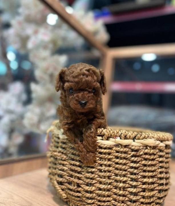 KORE RED BROWN POODLE